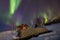 Northern lights over a cabin and a small boat in the snow.