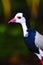 Northern long toed lapwing