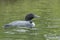 Northern Loon