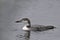 Northern Loon, Gavia immer, in winter