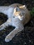 Northern lynx luxuriates in the rays of a sun