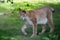 Northern Lynx walking around its domain