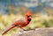 Northern male red cardinal bird  with pointy crown