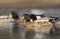 Northern Mallard duck flock in wetland