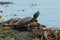 Northern Map Turtle - Graptemys geographica