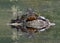 Northern Map Turtle and Midland Painted Turtles Basking on a Log