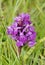 Northern Marsh Orchid