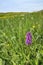 Northern Marsh Orchid