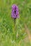 Northern Marsh Orchid