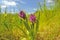 Northern Marsh Orchid (Dactylorhiza purpurella)