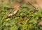 A Northern Masked Weaver