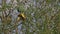 Northern Masked Weaver, ploceus taeniopterus, Male standing on Nest, in flight, Flapping wings, Baringo Lake in Kenya,