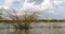 Northern masked weaver, ploceus taeniopterus, Nests, Baringo Lake in Kenya, Real Time