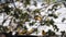 Northern masked weavers, ploceus taeniopterus, group at the feeder, in flight, Lake Baringo in Kenya,