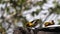 Northern Masked Weavers, Ploceus taeniopterus, group at the Feeder, in flight, Lake Baringo in Kenya,