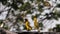 Northern Masked Weavers, Ploceus taeniopterus, group at the Feeder, in flight, Lake Baringo in Kenya