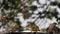 Northern Masked Weavers, Ploceus taeniopterus, group at the Feeder, in flight, Lake Baringo in Kenya,