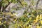 Northern Mocking Bird, Arizona, USA