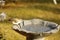 Northern mocking bird at a birdbath.