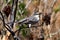 Northern mocking bird eating winged sumac berries