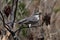 Northern mocking bird eating winged sumac berries