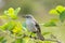 Northern mocking bird (Mimus polyglottos)