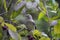 Northern mocking bird Mimus polyglottos perched on American beautyberry limb