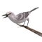 Northern Mockingbird