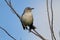 Northern Mockingbird