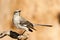 Northern Mockingbird