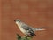 Northern Mockingbird