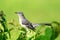 Northern Mockingbird