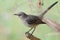 Northern Mockingbird