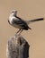 Northern Mockingbird