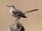 Northern Mockingbird