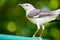 Northern mockingbird