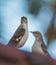 Northern Mockingbird close-up