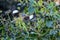 Northern Mockingbird Feeding on Blue Berry