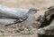 Northern mockingbird on the ground in La Lomita Wildlife and Photography Ranch in Uvalde, Texas.