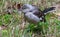 Northern Mockingbird L-side view