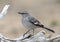 Northern mockingbird on a log in La Lomita Wildlife and Photography Ranch in Uvalde, Texas.