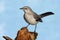 Northern Mockingbird (Mimus polyglottos)