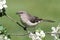 Northern Mockingbird (Mimus polyglottos)