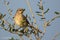 Northern Mockingbird Perched