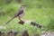 Northern Mockingbird Perched In Wildlife-Friendly Garden