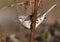 Northern Mockingbird songbird Georgia USA birding