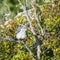 Northern mockingbird.Topsail Island.North Carolina.USA