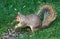 Northern Ohio Squirrel