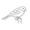 Northern oriole bird illustration vector