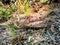 Northern Pacific Rattlesnake, Castella, California, USA